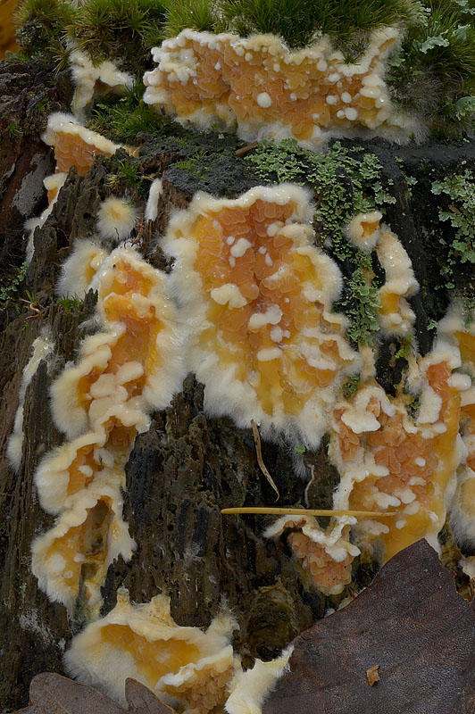 Leucogyrophana mollusca